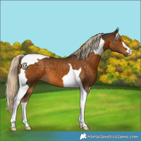 Horse Color:Chocolate Palomino Tobiano 