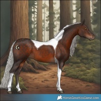 Horse Color:Silver Brown Tobiano 