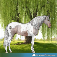 Horse Color:Silver Brown Tobiano 