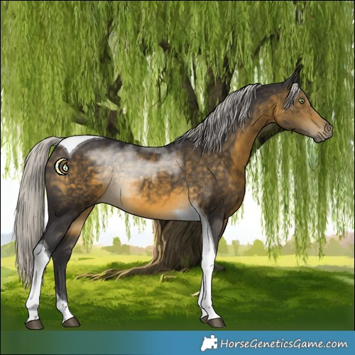 Horse Color:Silver Buckskin Tobiano