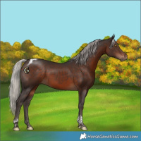 Horse Color:Silver Brown Tobiano 