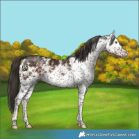 Horse Color:White Spotted Liver Chestnut 