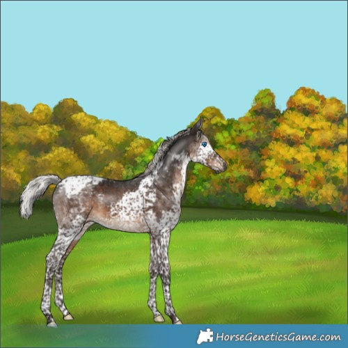 Horse Color:Gray Silver Brown Splash Tobiano 