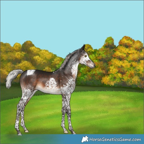 Horse Color:Gray Silver Brown Splash Tobiano 