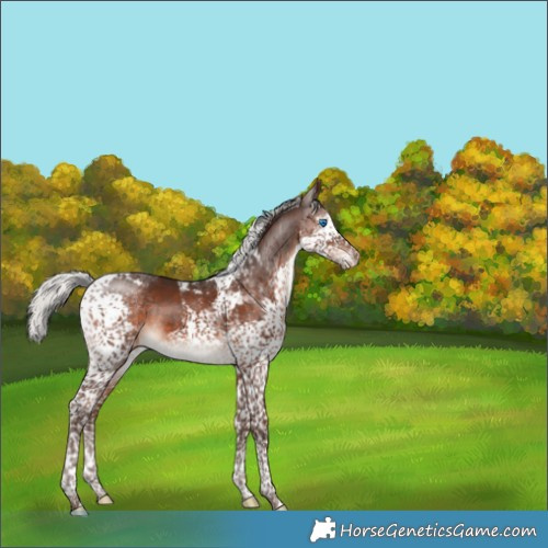 Horse Color:Silver Brown Splash Tobiano Varnish 