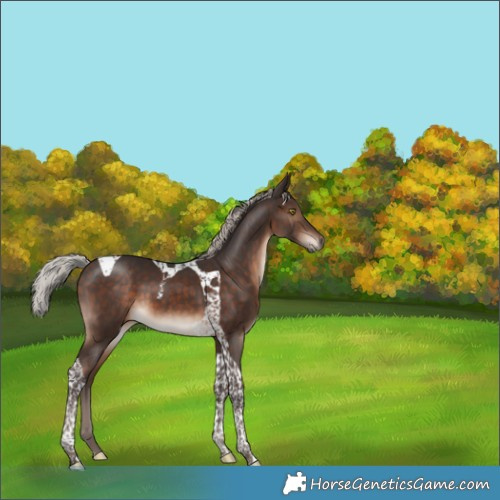 Horse Color:Silver Brown Tobiano 
