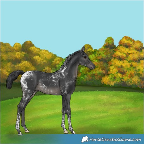 Horse Color:Black Tobiano 