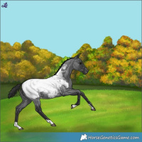 Horse Color:Blue Roan Near Fewspot Rabicano