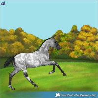 Horse Color:White Spotted Blue Roan Appaloosa 