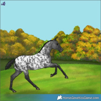 Horse Color:Blue Roan Near Leopard Rabicano 