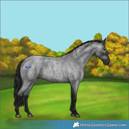 Horse Color:Gray White Spotted Blue Roan 