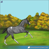 Horse Color:Blue Roan Snowflake Varnish