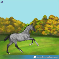 Horse Color:Blue Roan Snowflake Varnish 