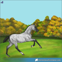 Horse Color:Blue Roan Appaloosa 
