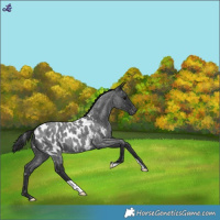 Horse Color:Blue Roan Blanket 