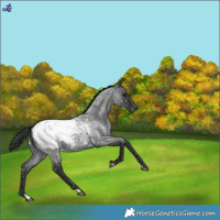 Horse Color:Blue Roan Appaloosa 