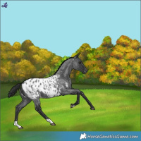 Horse Color:Blue Roan Appaloosa 
