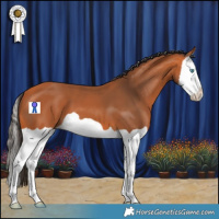 Horse Color:Bay Splash 
