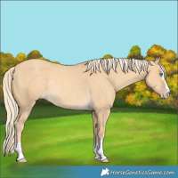 Horse Color:Gold Cream Champagne Dun Rabicano 