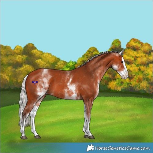 Horse Color:White Spotted Silver Bay Splash 