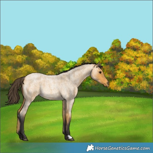 Horse Color:Buckskin Roan Rabicano 