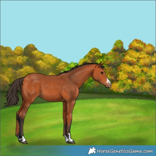 Horse Color:Bay 