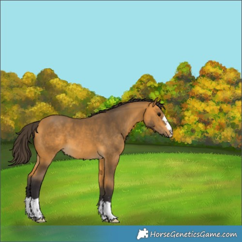 Horse Color:Buckskin 
