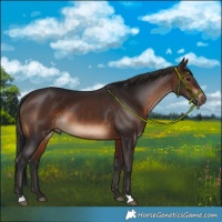 Horse Color:Brown 