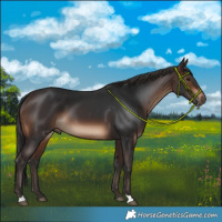 Horse Color:Brown 