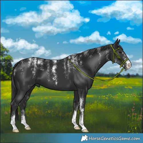 Horse Color:Powder White Black 