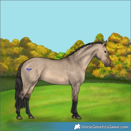 Horse Color:Brown Dun 
