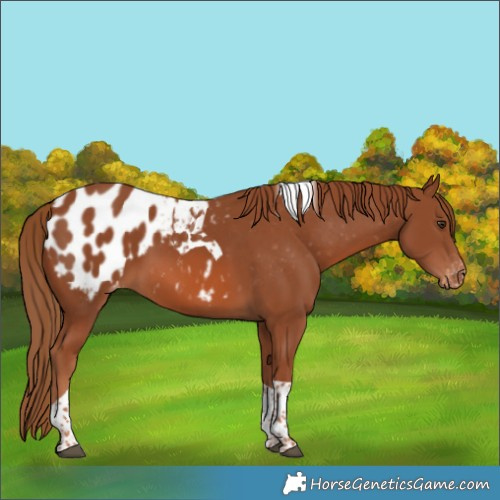Horse Color:Chestnut Tobiano Appaloosa 