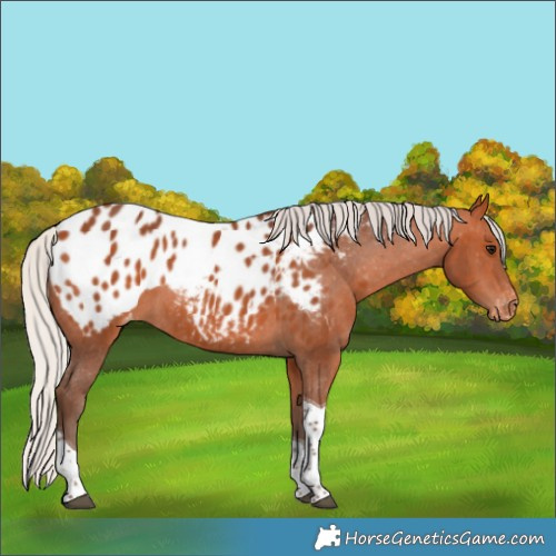 Horse Color:Silver Bay Tobiano Appaloosa 