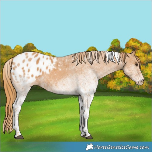 Horse Color:White Spotted Chestnut Tobiano Appaloosa Rabicano 