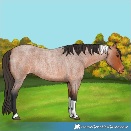 Horse Color:Bay Roan Tobiano Appaloosa Rabicano 