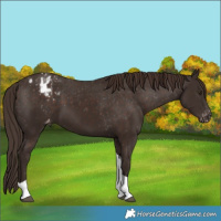 Horse Color:Liver Chestnut Tobiano Appaloosa 