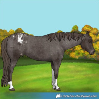 Horse Color:Liver Chestnut Tobiano Varnish 