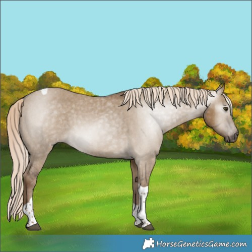 Horse Color:Gray Chocolate Palomino Dun Tobiano Appaloosa 