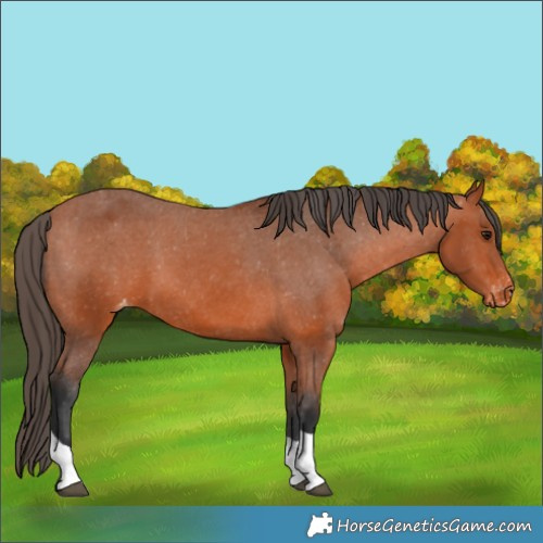Horse Color:Bay Tobiano Appaloosa 