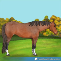 Horse Color:Bay Tobiano Varnish 