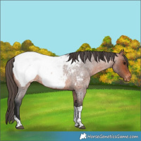 Horse Color:Bay Roan Tobiano Snowcap Rabicano 