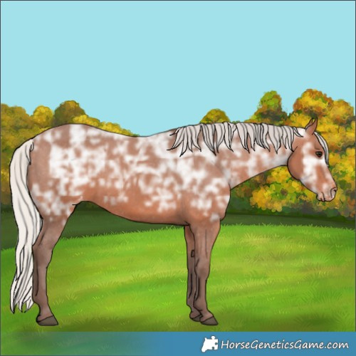 Horse Color:Silver Bay Ice Appaloosa 