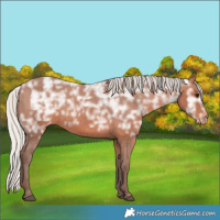 Horse Color:Silver Bay Ice Appaloosa 
