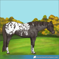 Horse Color:Liver Chestnut Tobiano Blanket 