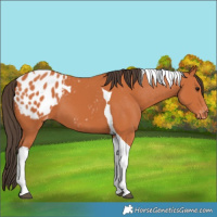 Horse Color:Bay Tobiano Blanket 