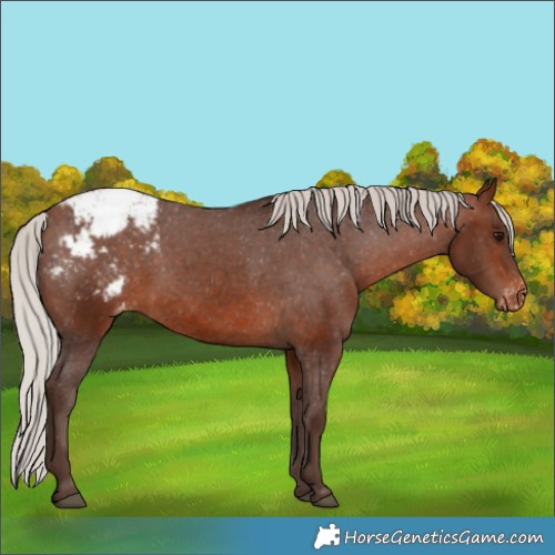 Horse Color:Silver Brown Appaloosa 