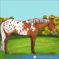 Horse Color:Silver Bay Appaloosa 