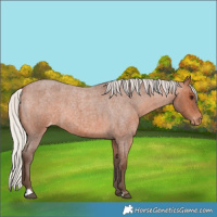 Horse Color:Silver Brown Roan Appaloosa 