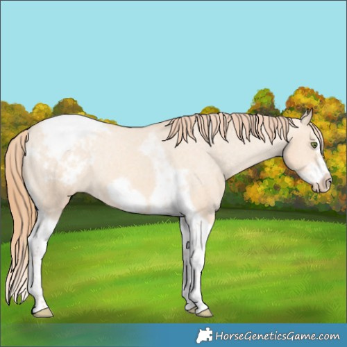 Horse Color:Gold Champagne Dun Splash Tobiano Frame Appaloosa Rabicano 