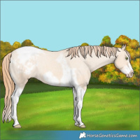 Horse Color:Gold Champagne Dun Splash Tobiano Frame Varnish Rabicano 